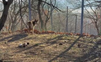 Τατόι: Λύκος επιτέθηκε σε περιπατητή – Τον δάγκωσε στη μέση και του έσκισε τα ρούχα