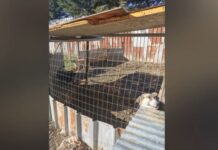 Ημαθία: Εθελοντές έκλεισαν καταφύγιο – «κολαστήριο» και οδήγησαν τα ζώα σε ασφαλή χέρια