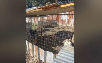 Ημαθία: Εθελοντές έκλεισαν καταφύγιο – «κολαστήριο» και οδήγησαν τα ζώα σε ασφαλή χέρια