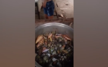 Φιλιππίνες: Γνωστή food blogger έφαγε τοξικό καβούρι και πέθανε