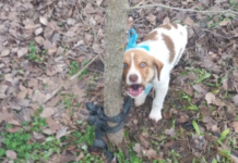 Καρδίτσα: Κακοποίησαν σεξουαλικά κουτάβι με στρογγυλό αντικείμενο