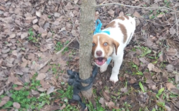 Καρδίτσα: Κακοποίησαν σεξουαλικά κουτάβι με στρογγυλό αντικείμενο