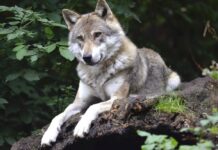 Σοκάρει η επίθεση λύκου σε περιπατητή στο Τατόι – Όσα είπε ο άνδρας στις «Εξελίξεις Τώρα»