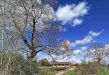 Τα πλατάνια με τα γυμνά κλαδιά, στον Άγιο Γεώργιο Καλυβίων