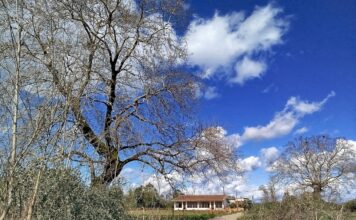 Τα πλατάνια με τα γυμνά κλαδιά, στον Άγιο Γεώργιο Καλυβίων