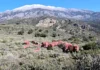 Κρήτη: Κόκκινα αρνιά ως μέρος της παράδοσης αλλά και ως αντικλεπτική πρακτική Στα βουνά της Κρήτης, οι βοσκοί συνεχίζουν μια πρακτική αιώνων