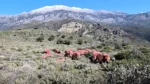 Κρήτη: Κόκκινα αρνιά ως μέρος της παράδοσης αλλά και ως αντικλεπτική πρακτική Στα βουνά της Κρήτης, οι βοσκοί συνεχίζουν μια πρακτική αιώνων