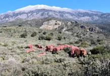 Κρήτη: Κόκκινα αρνιά ως μέρος της παράδοσης αλλά και ως αντικλεπτική πρακτική Στα βουνά της Κρήτης, οι βοσκοί συνεχίζουν μια πρακτική αιώνων