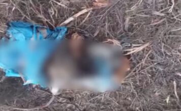 Χαλκιδική: Εντοπίστηκαν ανθρώπινα μέλη μέσα σε σακούλες δίπλα σε βαλίτσα στο Πευκοχώρι