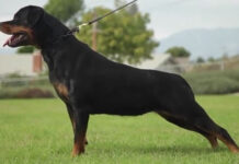 Θεσσαλονίκη: Αδέσποτα σκυλιά επιτέθηκαν σε γυναίκα και την κόρη της