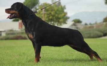 Θεσσαλονίκη: Αδέσποτα σκυλιά επιτέθηκαν σε γυναίκα και την κόρη της