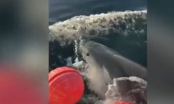 Φλόριντα: Τον μεγαλύτερο λευκό καρχαρία έπιασαν οι ερευνητές – Του τοποθέτησαν πομπό