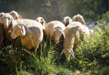 Λέσβος: Σε καραντίνα το νησί λόγω αφθώδους πυρετού – Σε απόγνωση οι κτηνοτρόφοι