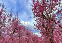 Ο πολύχρωμος κάμπος της Βέροιας