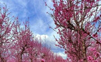 Ο πολύχρωμος κάμπος της Βέροιας