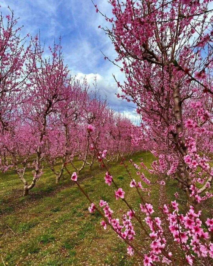 inbound8743883398624672537