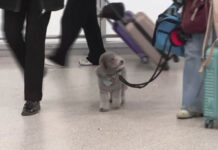 Στην Ελλάδα με ειδική πτήση επαναπατρισμού οι Έλληνες με τα κατοικίδιά τους – Συγκινητικές στιγμές στο «Ελ. Βενιζέλος»