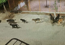 Λιτόχωρο: Στην εντατική τουρίστρια μετά από επίθεση αγέλης σκύλων