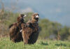 Δάσος Δαδιάς: Ασυνείδητοι έριξαν δηλητηριασμένα δολώματα – Νεκροί μαυρόγυπες, κίνδυνος και για άλλα προστατευόμενα είδη