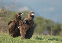 Δάσος Δαδιάς: Ασυνείδητοι έριξαν δηλητηριασμένα δολώματα – Νεκροί μαυρόγυπες, κίνδυνος και για άλλα προστατευόμενα είδη