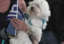 Ασφαλείς στην Ελλάδα οι τετράποδοι «εγκλωβισμένοι» του Ντουμπάι – Έφτασαν με πτήση επαναπατρισμού