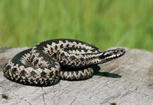 Σύρος: 13χρονος νοσηλεύεται σε σοβαρή κατάσταση μετά από δάγκωμα οχιάς