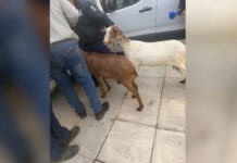 Αμπελόκηποι: Αναζητείται ο αρχιτέκτονας που είχε μετατρέψει σε ζωολογικό κήπο την ταράτσα πολυκατοικίας