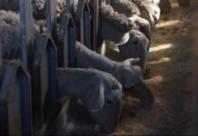 Λέσβος: Σε απόγνωση οι κτηνοτρόφοι λόγω του αφθώδους πυρετού – Μπλόκο στα λιμάνια της γραμμής και ένταση