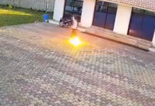 Ινδία: Άνδρας έπαθε ηλεκτροπληξία στην προσπάθειά του να διώξει μαϊμού