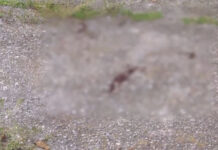 Πυροβόλησαν 28χρονο Τούρκο στη Θεσσαλονίκη – Είχε οικονομικές διαφορές με ομοεθνείς του