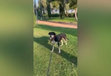 Παλαιό Φάληρο: Φιλόζωοι καταγγέλλουν τον Δήμο πως μετέφερε τα αδέσποτα από το προσωρινό καταφύγιο σε πανσιόν