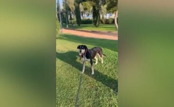 Παλαιό Φάληρο: Φιλόζωοι καταγγέλλουν τον Δήμο πως μετέφερε τα αδέσποτα από το προσωρινό καταφύγιο σε πανσιόν