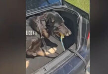 Θεσσαλονίκη: Ο «Ακύλας» ξετρύπωσε πάνω από 1 κιλό κοκαΐνης σε πορτ μπαγκάζ αυτοκινήτου