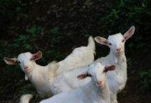 Αμπελόκηποι: Παράνομο μαντρί σε ταράτσα πολυκατοικίας είχε αρχιτέκτονας