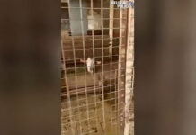 Αμπελόκηποι: Παράνομο μαντρί σε ταράτσα πολυκατοικίας – Στο ίδιο κτίριο στεγάζεται ο ΕΦΕΤ