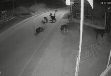 Θεσσαλονίκη: Αγέλες αδέσποτων σκυλιών τρομοκρατούν & επιτίθενται στους κατοίκους – Ανησυχία