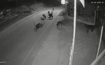 Θεσσαλονίκη: Αγέλες αδέσποτων σκυλιών τρομοκρατούν & επιτίθενται στους κατοίκους – Ανησυχία