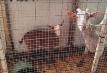 Αμπελόκηποι: Αναζητείται ο ιδιοκτήτης του χώρου που στέγαζε μαντρί σε ταράτσα πολυκατοικίας