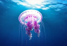 Ευβοϊκός κόλπος: Γέμισε η θάλασσα με μωβ και καφέ μέδουσες – Ανησυχία στους κατοίκους του νησιού