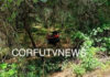 Κέρκυρα: Τροχαίο δυστύχημα με γουρούνα – Νεκρός 42χρονος πατέρας, «μάχη» ζωής για τον 15χρονο γιο
