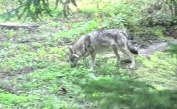 Εφιαλτικές στιγμές για γυναίκα κτηνοτρόφο στην Φωκίδα – Της επιτέθηκε λύκος & πάλεψε μαζί του δέκα λεπτά
