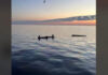 Βύθιση φορτηγού πλοίου βόρεια της Άνδρου – Σώο το πλήρωμα μετά από επιχείρηση διάσωσης