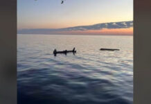 Βύθιση φορτηγού πλοίου βόρεια της Άνδρου – Σώο το πλήρωμα μετά από επιχείρηση διάσωσης
