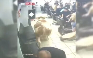 Τουρκία: Πανικός σε κουρείο μετά την εισβολή ταύρου
