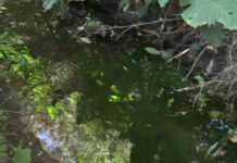 Παλλήνη: Περιβαλλοντική «βόμβα» από στάσιμα νερά & κουνούπια καταγγέλλουν οι κάτοικοι