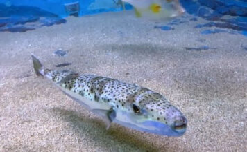 «Το πρόβλημα αφορά τους ψαράδες, όχι τους λουόμενους» – Καθησυχαστικοί οι ειδικοί για την παρουσία λαγοκέφαλων στις θάλασσες