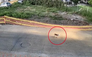 Γαστούνη: Προθεσμία για την 60χρονη που πάτησε αδέσποτο σκυλάκι – Τι ισχυρίζεται