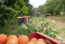 «Πονοκέφαλος» για τους αγρότες ο τρόπος εξόφλησης ηλεκτρονικών τιμολογίων προϊόντων