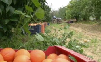 «Πονοκέφαλος» για τους αγρότες ο τρόπος εξόφλησης ηλεκτρονικών τιμολογίων προϊόντων