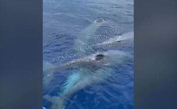 Λευκάδα: Πέντε φάλαινες φυσητήρες ανοιχτά του νησιού – Βίντεο